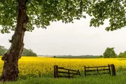 Willkommen an der Schlei. Wenn der Raps bl&uuml;ht sollen auch die Hornhechte in die Schlei kommen.