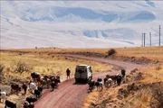 Rinderherde im Great Rift Valley, Tansania