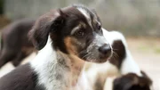 Pointer-Mix-Welpe "Balou".