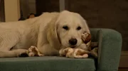 Golden Retriever-Welpe "Leila".