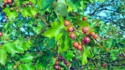 Elsberbaum Frucht.