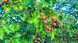 Elsberbaum Frucht.
