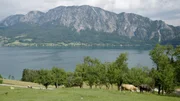 Landwirt mit seinen K&uuml;hen.