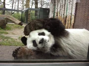 Pandabär BaoBao Pandabär BaoBao