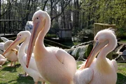 Was dem einen seine Stulle, das ist dem anderen sein Fisch. Bei den Rosapelikanen nicht weiter verwunderlich. Dank dem guten Futter wachsen die jungen Pelikane recht schnell, "wie Hefeteig" meint der Pfleger. Die rosa Gefiederfärbung kommt durch das richtige Futter, denn bei der Geburt sind die Pelikane dunkel. Was dem einen seine Stulle, das ist dem anderen sein Fisch. Bei den Rosapelikanen nicht weiter verwunderlich. Dank dem guten Futter wachsen die jungen Pelikane recht schnell, "wie Hefeteig" meint der Pfleger. Die rosa Gefiederfärbung kommt durch das richtige Futter, denn bei der Geburt sind die Pelikane dunkel.