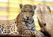ARD/rbb PANDA, GORILLA & CO., TEIL 150, "Geschichten aus dem Zoo Berlin und dem Tierpark Berlin". Valdivia hat Geburtstag. Ein Jahr wird das Jaguarkind alt. Zum Geburtstag gibt es eine Kokosnuss und Besuch von der Pflegerin. ARD/rbb PANDA, GORILLA & CO., TEIL 150, "Geschichten aus dem Zoo Berlin und dem Tierpark Berlin". Valdivia hat Geburtstag. Ein Jahr wird das Jaguarkind alt. Zum Geburtstag gibt es eine Kokosnuss und Besuch von der Pflegerin.