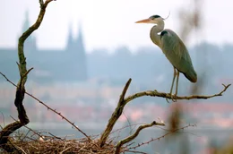 Graureiher haben gelernt, den Pelikanen im Prager Zoo die Fische zu stehlen.