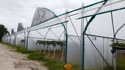 Nann K&uuml;hl baut in elf 85 Meter langen Gew&auml;chstunneln Erdbeeren an - das aktuell modernste Anbausystem.