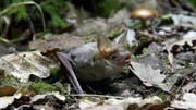 Ein Kleines Mausohr st&ouml;&szlig;t kurz vor dem Abflug Schreie im Ultraschallbereich aus. Weiteres Bildmaterial finden Sie unter www.br-foto.de.
