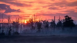 Wie wild kann Deutschland werden? Im Anklamer Stadtbruch in Mecklenburg-Vorpommern werden die Beschl&uuml;sse des Weltnaturgipfels von Montreal umgesetzt.