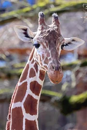 Eine Giraffe auf der Außenanlage im Zoo Karlsruhe. Durch spezielles Training soll die Arbeit der Zoo Docs mit den Giraffen einfacher werden. Eine Giraffe auf der Außenanlage im Zoo Karlsruhe. Durch spezielles Training soll die Arbeit der Zoo Docs mit den Giraffen einfacher werden.