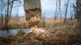 Im Anklamer Stadtbruch in Mecklenburg-Vorpommern  ver&auml;ndert der Biber die Vegetation.
