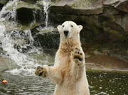 Eisbär Knut Eisbär Knut