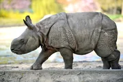 Nashorndame Jhansi hat vor vier Tagen ihr Jungtier bekommen: einen Bullen. Der ist das Ergebnis einer guten Zusammenarbeit zwischen Zoo und Tierpark, denn Jhansi wurde im Zoo gedeckt und im Tierpark kam der Kleine zur Welt. Nashorndame Jhansi hat vor vier Tagen ihr Jungtier bekommen: einen Bullen. Der ist das Ergebnis einer guten Zusammenarbeit zwischen Zoo und Tierpark, denn Jhansi wurde im Zoo gedeckt und im Tierpark kam der Kleine zur Welt.
