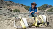 Liz Bonnin mit einem 150 Millionen Jahre alten Dinosaurierknochen aus dem Jura, sicher in Gips verpackt für den Transport von seiner geheimen Ausgrabungsstätte in Wyoming, USA. Liz Bonnin mit einem 150 Millionen Jahre alten Dinosaurierknochen aus dem Jura, sicher in Gips verpackt für den Transport von seiner geheimen Ausgrabungsstätte in Wyoming, USA.