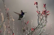 Kolibri: Ohne Nektar w&uuml;rde er in nur wenigen Stunden verhungern, denn er hat mit eine der h&ouml;chsten Stoffwechselraten unter den Tieren.