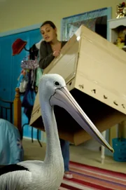 Cleo (Phoebe Tonkin) versucht den Pelikan einzufangen, um ihn wieder zurück in den Freizeitpark zu bringen. Gar nicht so einfach.... Cleo (Phoebe Tonkin) versucht den Pelikan einzufangen, um ihn wieder zurück in den Freizeitpark zu bringen. Gar nicht so einfach....