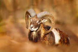 Europ&auml;ischer Mufflon.