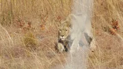 Lioness. Lioness.