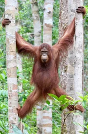 Im Gegensatz zu anderen Menschenaffen gehen die Orang-Utans nur selten auf den Boden. Sie sind die gr&ouml;&szlig;ten echten Baums&auml;ugetiere.