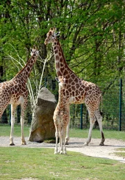 ARD/rbb PANDA, GORILLA & CO., TEIL 150, "Geschichten aus dem Zoo Berlin und dem Tierpark Berlin", Wie geht?s Susi? Das Giraffenkind ist jetzt 10 Tage alt und hat sich prächtig raus gemacht. Die Pfleger bemühen sich intensiv um Kontakt: je früher und je mehr, desto besser. Denn später könnte es passieren, dass sie überhaupt nicht mehr an die kleine Giraffe heran kommen. ARD/rbb PANDA, GORILLA & CO., TEIL 150, "Geschichten aus dem Zoo Berlin und dem Tierpark Berlin", Wie geht?s Susi? Das Giraffenkind ist jetzt 10 Tage alt und hat sich prächtig raus gemacht. Die Pfleger bemühen sich intensiv um Kontakt: je früher und je mehr, desto besser. Denn später könnte es passieren, dass sie überhaupt nicht mehr an die kleine Giraffe heran kommen.
