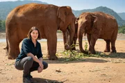 In Thailand wurden Elefanten traditionell als Arbeitstiere eingesetzt. Hannah Emde besucht eine Elefanten-Auffangstation im Norden Thailands. In Thailand wurden Elefanten traditionell als Arbeitstiere eingesetzt. Hannah Emde besucht eine Elefanten-Auffangstation im Norden Thailands.