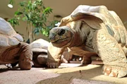 Die Riesenschildkröten im Exotenhaus sollen auf ihre Temperatur im Körperinneren kontrolliert werden. Die Riesenschildkröten im Exotenhaus sollen auf ihre Temperatur im Körperinneren kontrolliert werden.