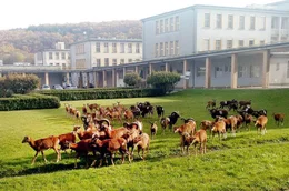Die Dokumentation begleitet Mufflons, die auf dem Gel&auml;nde eines Krankenhauses in Prag leben.