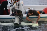 Tristan Guttridge and the Shark Lab capture team working on Great Hammerhead held at the side of the boat.