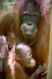 Orang-Utans sind daf&uuml;r bekannt, dass sie eine sehr lange Kindheit haben. Etwa acht Jahre bleiben die Jungtiere bei ihrer Mutter.
