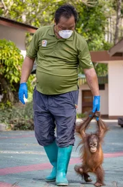 Waisenkind Addy wird von ihrem Pfleger liebevoll umsorgt. Sie bekommt Milch, Obst und ab und zu eine Unterrichtsstunde im Klettern.