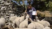 Vermutlich die jüngste Schäferin des Sterngebirges: Ana Matos mit ihrer Herde von Bordeleira Schafen. Vermutlich die jüngste Schäferin des Sterngebirges: Ana Matos mit ihrer Herde von Bordeleira Schafen.