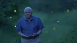 Sir David Attenborough beobachtet Leuchtk&auml;fer der Art Photinus carolinus. Die kleinen Insekten zeigen ihre Biolumineszenz in den abgelegenen W&auml;ldern des Tennessee Allegheny National Forest.