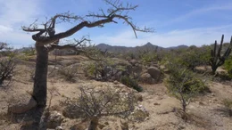 The Baja desert landscape in Mexico.