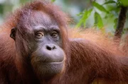 Die Orang-Utans leben haupts&auml;chlich auf Borneo. Ihre Gene stimmen bis zu 98 Prozent mit denen des Menschen &uuml;berein, und sie nutzen sogar Werkzeuge.
