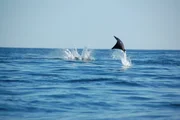 A Mobula Ray leaping out of the ocean.