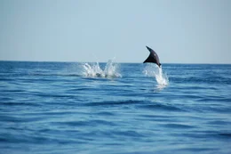 A Mobula Ray leaping out of the ocean.