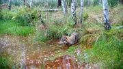 W&ouml;lfe nutzen die Hirschbrunft, um geschw&auml;chte Tiere zu erbeuten.