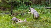 Beim Spielen messen die Wolfwelpen ihre Kr&auml;fte und st&auml;rken gleichzeitig die Muskeln.