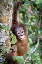 Orang-Utan bedeutet auf Malaiisch "Waldmensch". Als einziger unserer n&auml;chsten Verwandten lebt der rothaarige Menschenaffe zum gr&ouml;&szlig;ten Teil auf B&auml;umen.