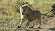 Yame, 2 Jahre alt, genie&szlig;t viel Auslauf und Bewegung in den gro&szlig;en Gehegen des Kevin Richardson Wildlife Sanctuary.  Die Verwendung des sendungsbezogenen Materials ist nur mit dem Hinweis und Verlinkung auf TVNOW gestattet.
