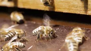 In der &bdquo;Sendung mit dem Elefanten&ldquo; geht es diesmal um Honig-Bienen.