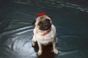 Mops J&uuml;rgen (Don Hugo) ist Tristans einziger Freund.