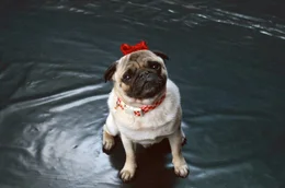 Mops J&uuml;rgen (Don Hugo) ist Tristans einziger Freund.