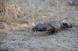 A Mexican bearded lizard.