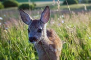 Ob in der Wildnis oder in unserer direkten Nachbarschaft &ndash; alle Tiere haben dieselbe Aufgabe: das &Uuml;berleben ihrer Jungen zu sichern. Die Begegnung mit dem Menschen kann dabei Gefahr oder Chance bedeuten.