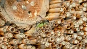 Ein bewohntes Insektenhotel. Ein bewohntes Insektenhotel.