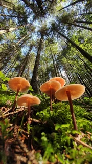 Von unten mit dem Weitwinkel fotografiert, werden auch kleine Pilz zu imposanten Waldbewohnern.