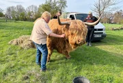 18 Zentner Lebendgewicht- der 15-jährige Highland-Bulle „Oak" ist fast schon Pobzigs Maskottchen. 18 Zentner Lebendgewicht- der 15-jährige Highland-Bulle „Oak" ist fast schon Pobzigs Maskottchen.