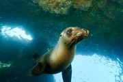 Seel&ouml;we.